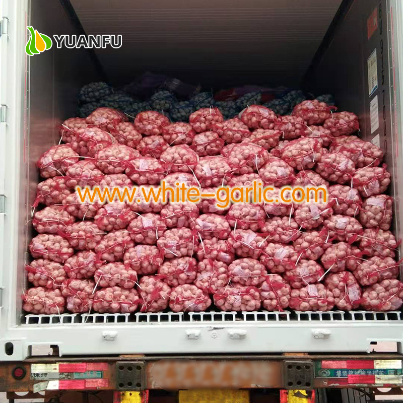 garlic suppliers